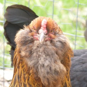 Grumpy Araucana chicken